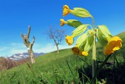 In Canto Alto da Cler di Sedrina-2apr24  - FOTOGALLERY